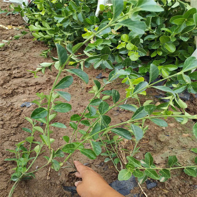 【山东大叶扶芳藤 直销大叶扶芳藤 量大从优 大叶扶芳藤种植基地】 - 青州市春琳花卉苗木家庭农场