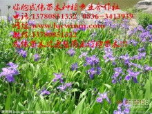 临朐成伟苗木种植专业合作社 供应产品