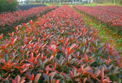 辽宁红叶石楠种植基地-信誉好的红叶石楠厂商