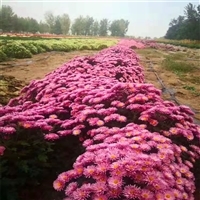 出售地被菊 天津地被菊工程苗 大型花卉种植基地图片_高清图-台安县凯盛花卉苗木培植园