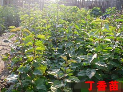 产品中心青州市绿星花卉苗木专业合作社