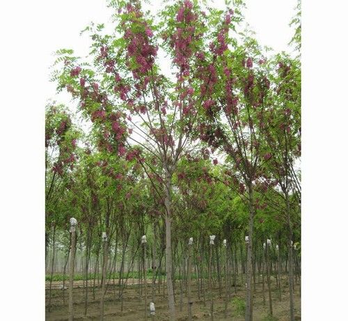 嫁接香花槐育苗图片|嫁接香花槐育苗产品图片由保定市安国腾达苗木花卉基地公司生产提供-