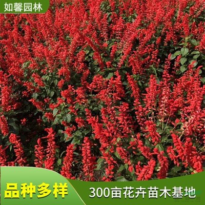 庭园小区盆栽绿化花卉一串红 阳台观赏植物 基地直发