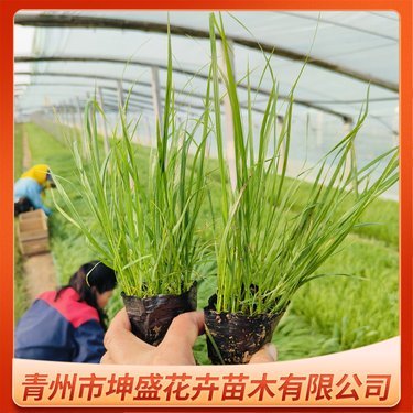 狼尾草