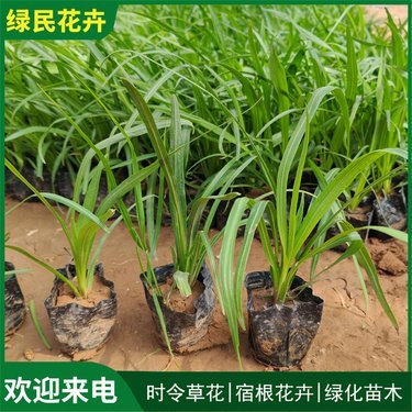 蛇鞭菊价格
