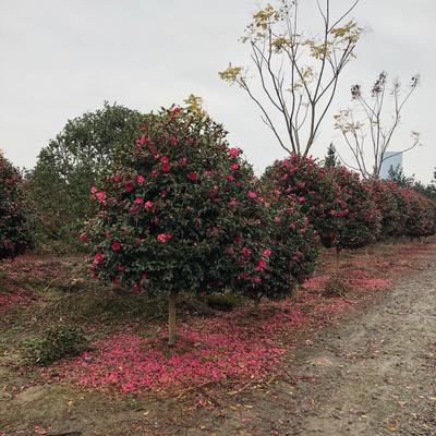绿化苗木茶梅