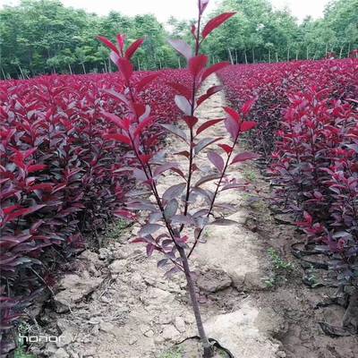 周至小叶黄杨批发-绿化造型种植-西北苗木花卉基地