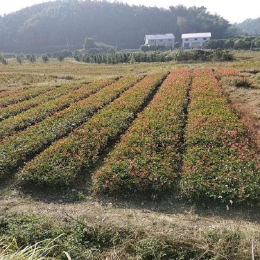 湖北园林绿化苗木网