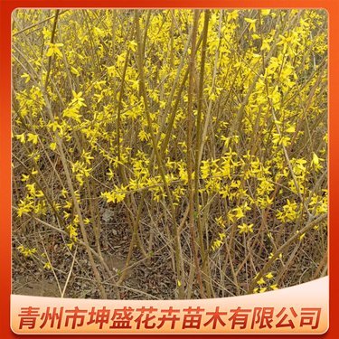 金钟花价格