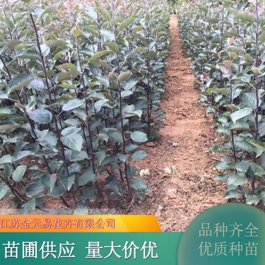 夏溪花木市场苗木价格
