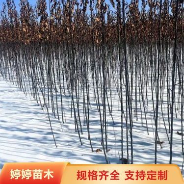 吉林省花卉苗木种植批发基地