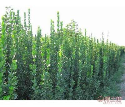 【绿化苗木种植批发基地】青州市茂得花卉苗木专业合作社 - 产品库