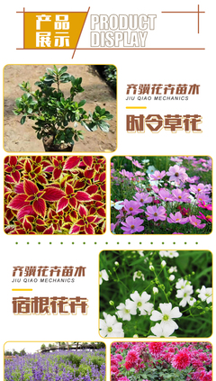 颜色多样 大量出售矾根种植栽培 矾根小苗 齐骥