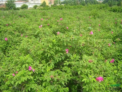内蒙建圃小苗东北苗木种子新疆绿化苗木繁育基地哈尔滨绿化草坪