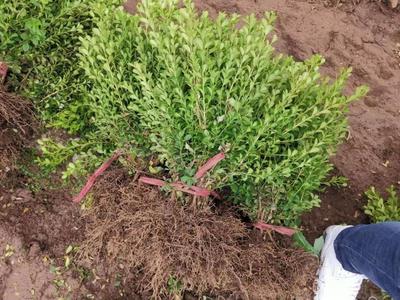 【山东瓜子黄杨价格 瓜子黄杨种植基地 基地种植瓜子黄杨】 - 青州市新叶花卉苗木专业合作社