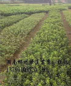 大量扦插小苗,杜鹃小苗,杜鹃小苗价格,工程杜鹃小苗,专业公园,公路杜鹃小苗 徐小姐的文章 企博网职业博客