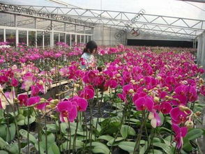 现在的季节适合种什么样的植物,又不适合种什么