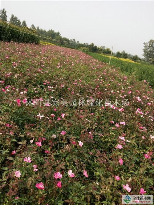 丰花月季供应 金叶女贞,红叶小檗 卫矛,小叶女贞,紫薇 栾树,大叶女贞,法桐等200余种绿化苗木沭阳县完美园林绿化苗木场商铺