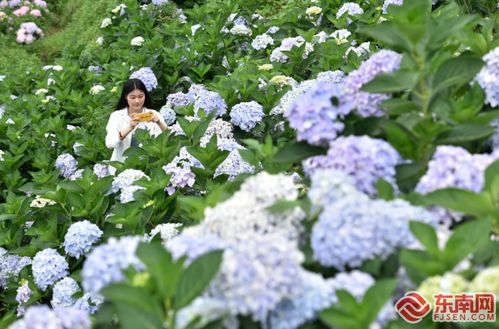 永春 高山花卉助力乡村振兴