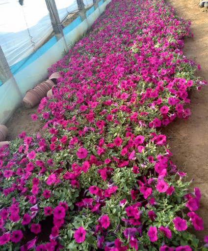 产品展示-青州市全意花卉苗木种植-承揽花海设计,花海建造的