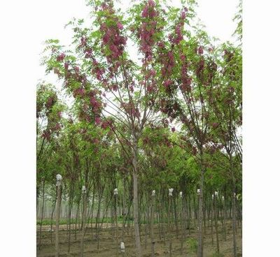 嫁接香花槐种植-保定市安国腾达苗木花卉基地提供嫁接香花槐种植的相关介绍、产品、服务、图片、价格6-8公分金叶榆育苗
