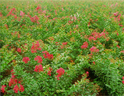 临沂市家庭养殖花卉盆景厂家