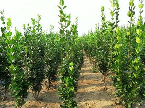 山东北海道种植基地 青州市万绿花卉苗木专业合作社 绿化苗木