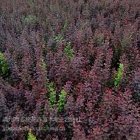 【供应山东青州种植基地绿化苗木自产红叶小檗图片】供应山东青州种植基地绿化苗木自产红叶小檗 - 青州市志超花卉苗木专业合作社