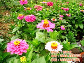 文涛花卉苗木 ,草花栽培基地,桂林草花