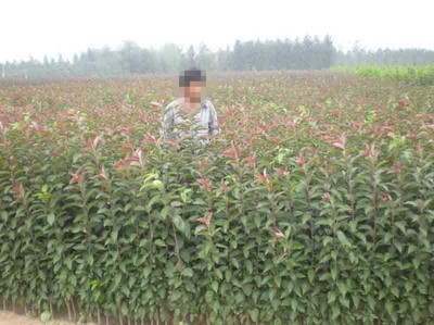 乔木-供应:基地直销绿化苗木、花卉苗木、北美海棠苗、北美海棠花苗。-乔木尽在阿里.