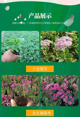 欧月 球状月季花苗 蜂蜜焦糖月季 庭院绿植阳台窗台盆栽