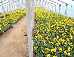青州时令草花批发 青州市好平花卉苗木种植专业合作社 绿化苗木 宿根花卉 时令草花 乔木 花