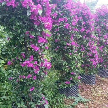 宜宾市翠屏区碧景园花卉苗木种植场