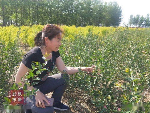创办苗木花卉合作社带领村民致富增收