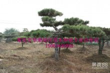 莱芜市华荣绿化苗木种植专业合作社 供应产品