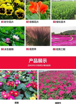 玉簪基地 金叶玉簪苗价格 青州种植基地