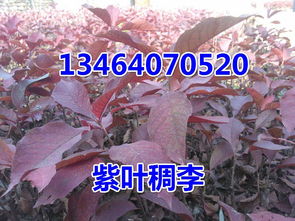 辽宁金叶复叶槭,开原金叶复叶槭,金叶复叶槭小苗