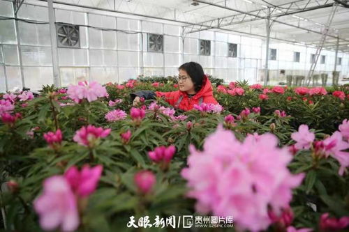 十四五 时期贵州花卉生产总面积目标150万亩