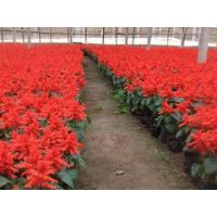 【草花花卉种植基地,口碑好的一串红洺瑜花卉苗木供应图片】草花花卉种植基地,口碑好的一串红洺瑜花卉苗木供应 - 青州市洺瑜花卉苗木家庭农场