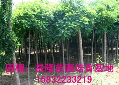河北昌隆绿化苗木花卉培育种植基地_渔业用具_农业_供应信息_万发供求网