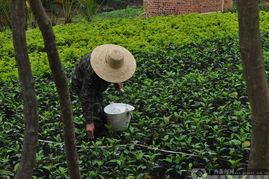南宁 苗木种植成规模 十里花廊初成形