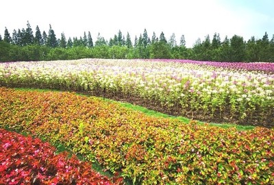 花场