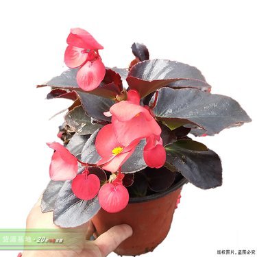 海棠花批发