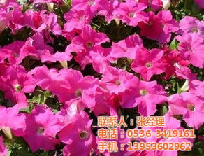 百日草彩叶草草花价格 价格 低价供应