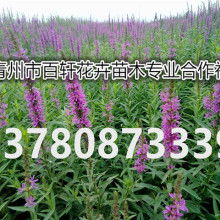 青州市承玉花卉苗木种植专业合作社