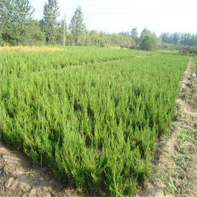 青州市好平花卉苗木种植专业合作社