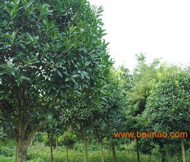 桂花树批发就来湖南诚信苗木基地 价格优惠 精品桂花树苗,桂花树批发就来湖南诚信苗木基地 价格优惠 精品桂花树苗生产厂家,桂花树批发就来湖南诚信苗木基地 价格优惠