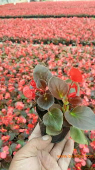 国安花卉苗木出售优质四季海棠 供应四季海棠,国安花卉苗木出售优质四季海棠 供应四季海棠生产厂家,国安花卉苗木出售优质四季海棠 供应四季海棠价格
