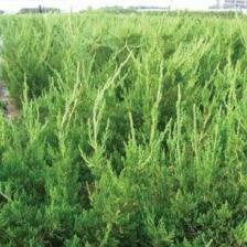 龙柏供应商_想要品种好的龙柏就来文霖花卉苗木种植专业合作社 - 其他 - 风电产品-风力发电产品-供应