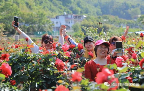 保康寺坪月季花海惊艳绽放 美若仙境,赶紧约起